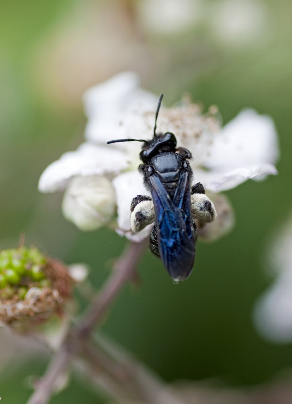 Andrena sp. ( Apidae)